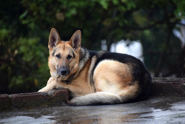 German Shepherd Dog